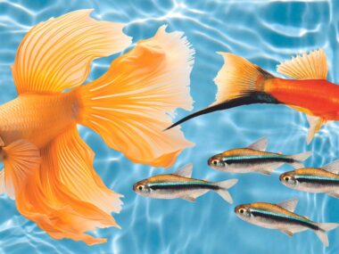 Goldfish, swordtail and tetra fish