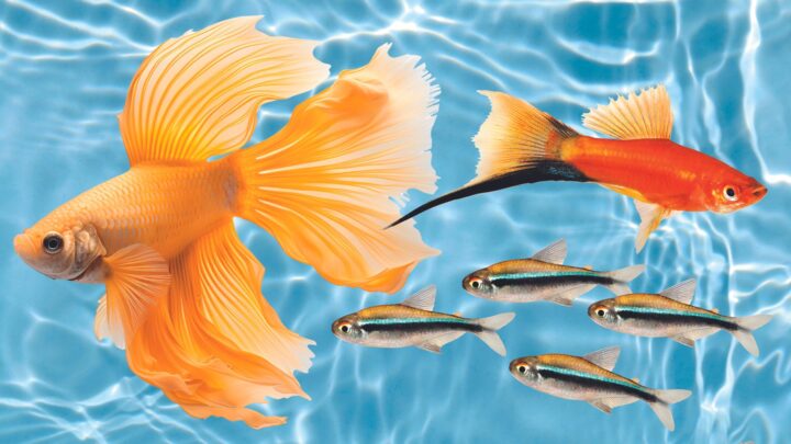 Everything you need to know about keeping happy, healthy fish!