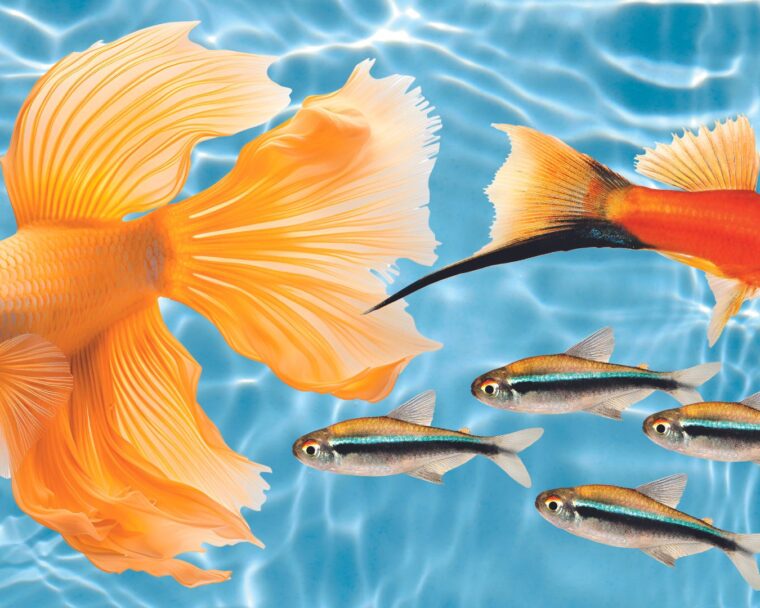 Goldfish, swordtail and tetra fish