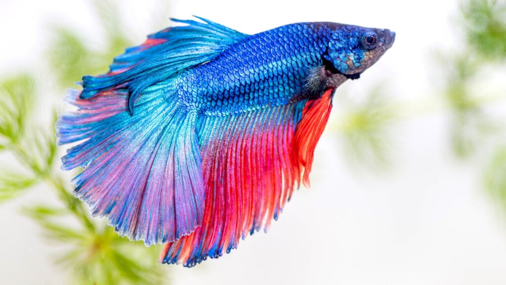 Betta fish