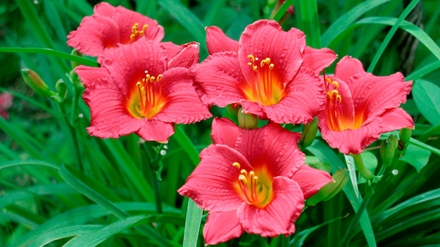 The secret to delightful daylilies