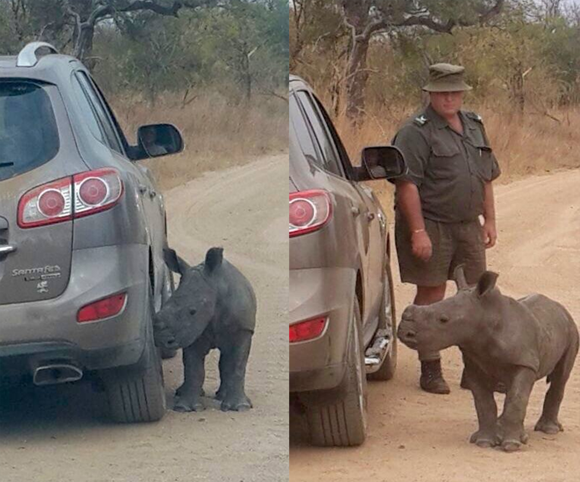 Orphaned baby rhino mistakes cars for mum