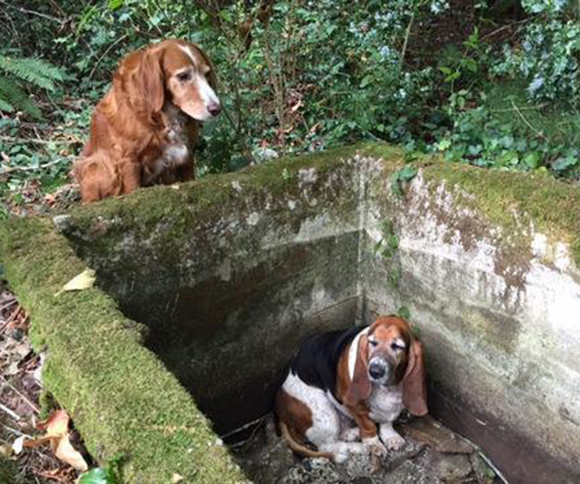 Dog spends a week guarding trapped best friend