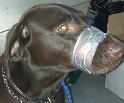 Woman duct tapes dog’s mouth shut