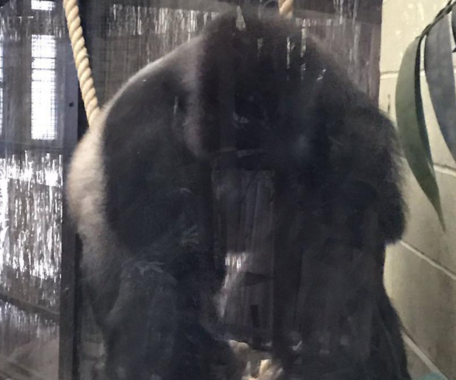 Gorilla escape sparks panic at city zoo