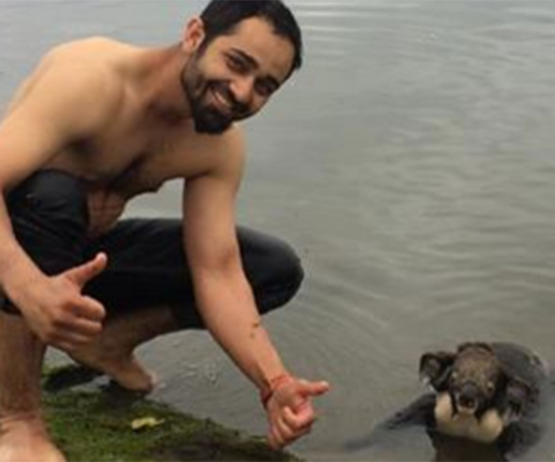 Watch a man save a drowning koala on the Surf Coast