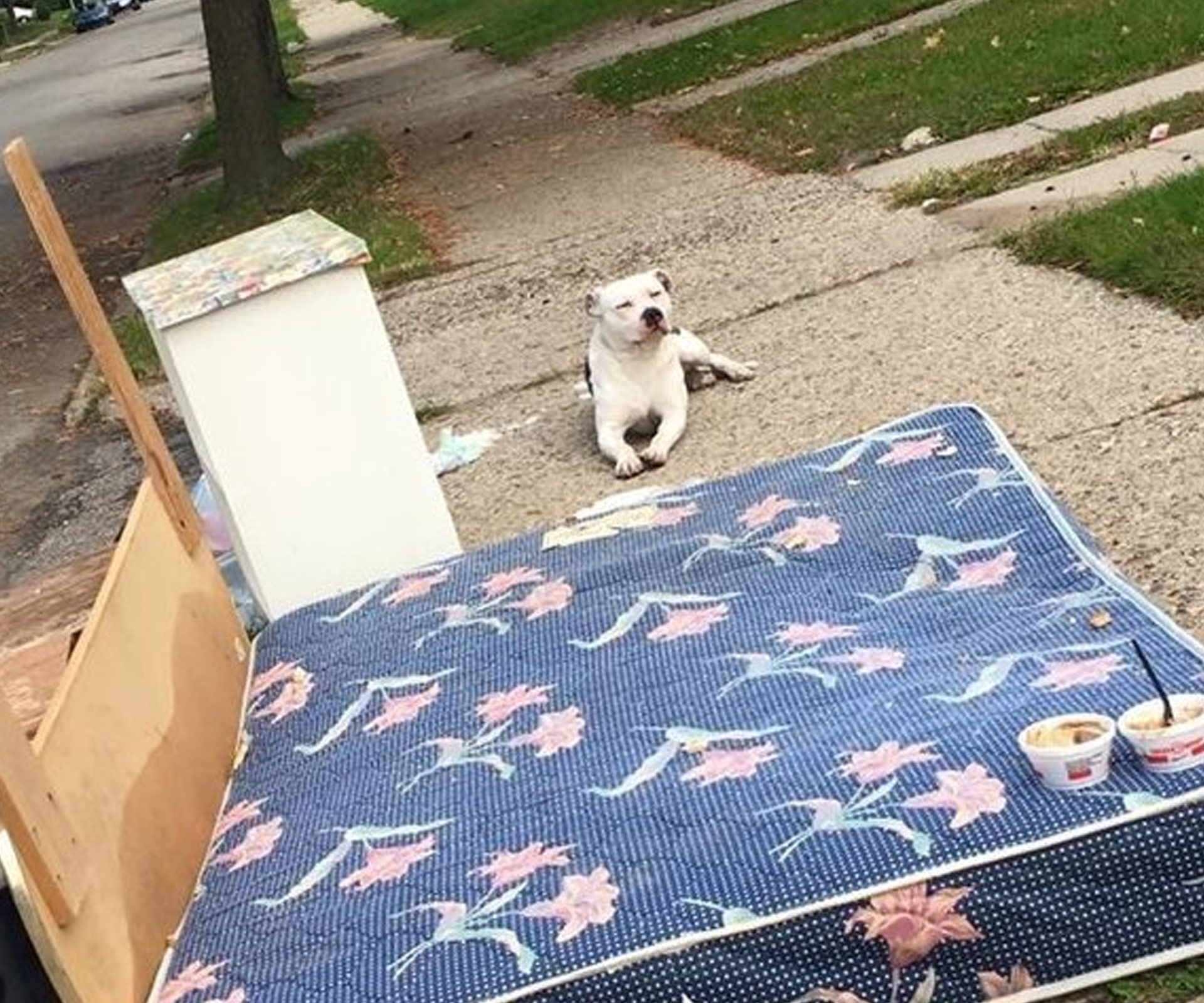 Dog abandoned on curb waits a month for his family to come back