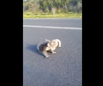 Aussie legend Shazza breaks up a koala fight