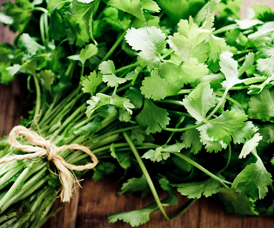 coriander