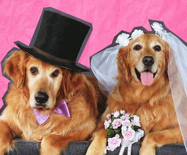 Glorious pictures of animals crashing wedding photos