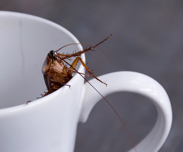Cockroach milk: would you try this controversial superfood?