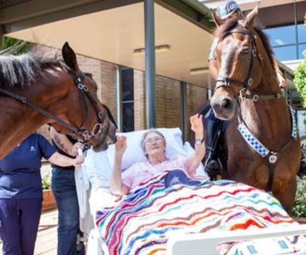 REAL LIFE: These two horses made one dying mother’s final wish come true