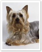 Australian silky terrier