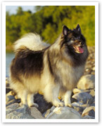 The Keeshond