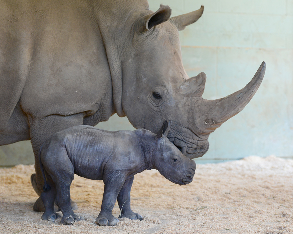 Australia zoo welcomes a baby rhinoceros