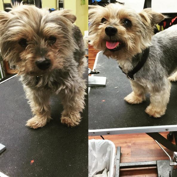 Groomer Gives Free Cuts To Help Shelter Dogs Get Adopted