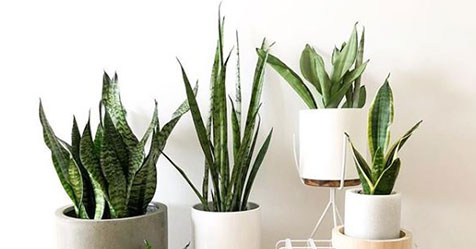 14 Of The Best Plants For Your Bedroom